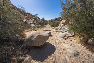 hiking the lost horse mine loop trail in joshua tree national park, california, usa