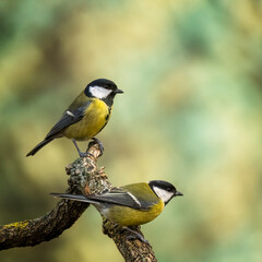 bird on a branch