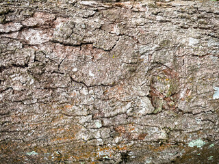 Tree bark texture, Tree trunk, Rough bark, Wood plank texture for texture background wood work