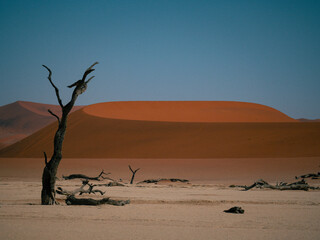 Fototapeta na wymiar Sossusvlei, desert du Namib, Deadvlei