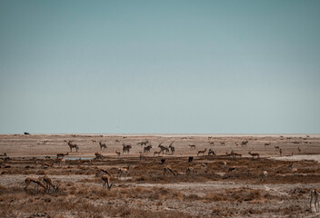 Animals in Etosha safari in Namibia
