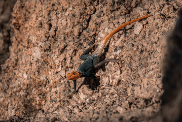 Lézard coloré en Namibie