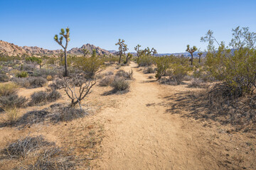 hiking the lost horse mine loop trail in joshua tree national park, california, usa