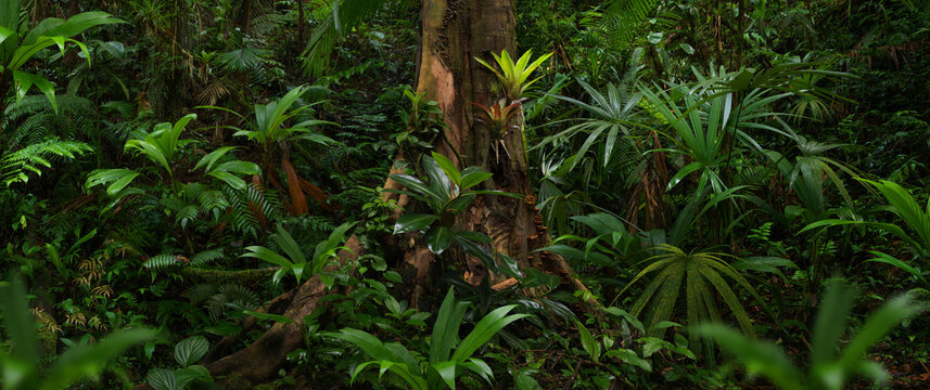 Tropical rainforest with big tree