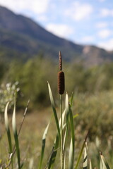 bulrush plant in its natural environment