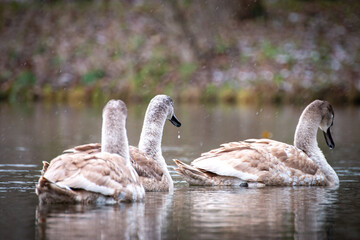 Młode łabędzie w śniegu © Adrian