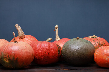 Thanksgiving colorful pumpkins on dark wooden table side view with dark blue wall background. October, November holiday, harvest season, welcome fall celebration. Festive template  with copy space