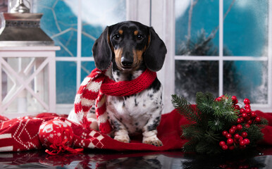  dachshund dog wearing a scarf  christmas dog,