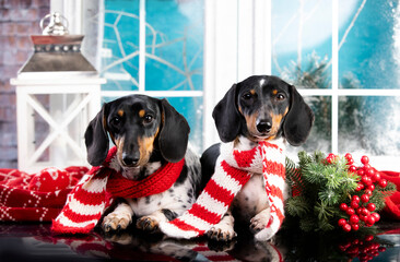 dachshund New Year's puppy, Christmas dog  wearing a scarf