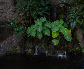 Rainforest Waterfall with Taro Plants.