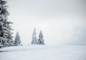 snowy fir trees in winter mountains