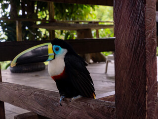 Tucan