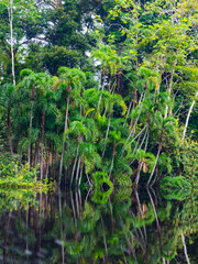 Fototapeta premium Amazonia
