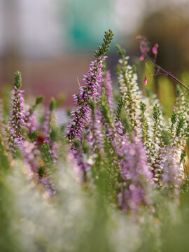 Natur im November, Marburg Rotenberg, Heide Caluna bl&uuml;ht