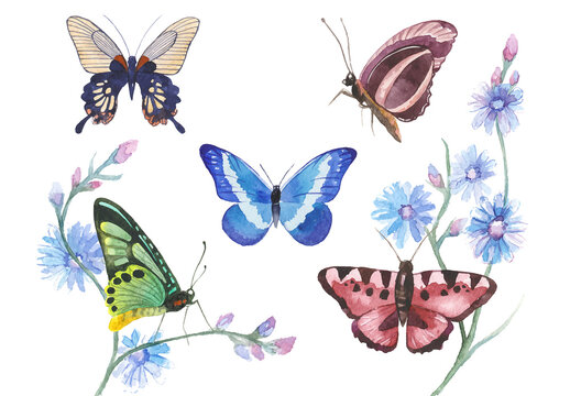 Vector illustration of watercolor butterflies isolated on white background