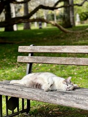 white cat on a bench