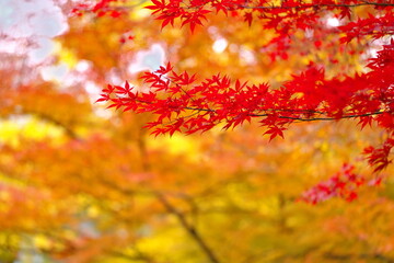 秋を感じる景色