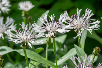 Centaurea montana perennial mountain cornflower in bloom, cultivated snowy white montane knapweed bluet alba flowering plant