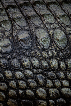 Piel de escamas de cocodrilo