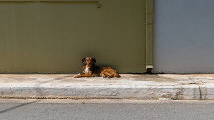 Greek Street Dog