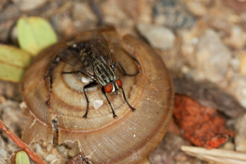 Close up The housefly insect on snail dead