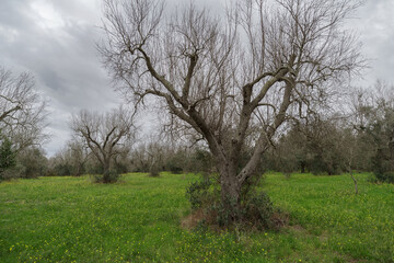 Fototapeta na wymiar Olive trees diseased by Xylella fastidiosa in Puglia, Italy