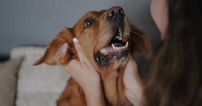 Portrait of the muzzle of a dog of the Golden Retriever breed being caressed by its owner, a funny dog. Dog sitter and walking services. Stroke behind the ears.