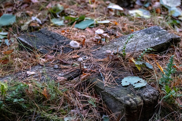 Mycena sp. mushrooms grow on fallen rotting christian wooden cross in abandoned cemetery