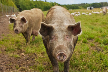 Eco pig farm in the field in Denmark