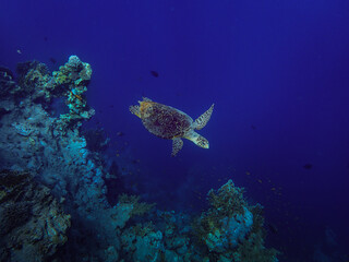 Obraz premium Hawksbill Turtle