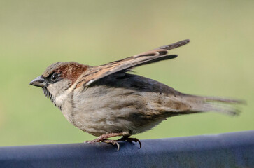 sparrow before takeoff