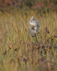 Grand Héron nettoyant son plumage dans un marais