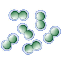 Microorganisms or bacteria.