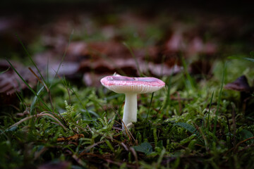 Russula persanguinea mushroom, a species of Russulas, growing through the leaf mould of a forest floor in the Dordogne region of France