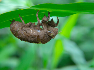 Summer cicada insect shell isolated under leaf