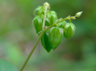 Oxalis barrelieri or calincing fruit, grows on wild bushes and is small