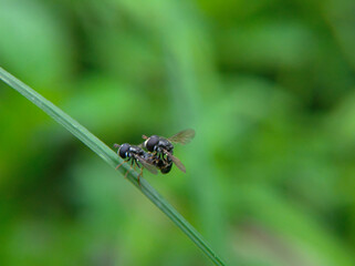 A pair of Paragus haemorrhous or black-backed grass skimmers mating on a leaf