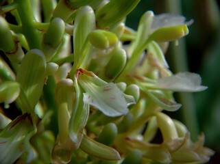 Ginger flower petals or Zingiber officinale, ginger flowers have a scaly texture