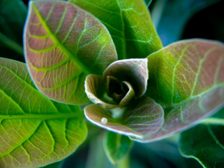 Young leaf shoots of avocado or Persea americana