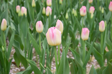 colorful tulip field with a selective focus