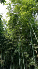 Top of bamboo forest. Nature of Georgia. Environment, plant, trees, sunlight.