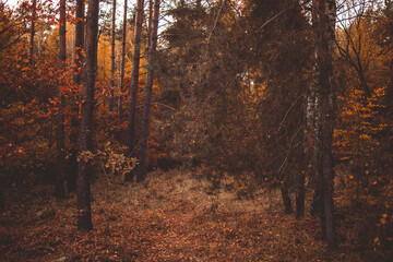 Autumn forest with birch trees