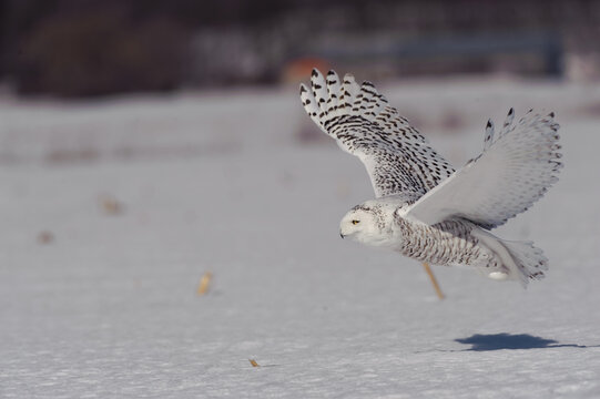 Harfang des neiges en vol chassant une proie