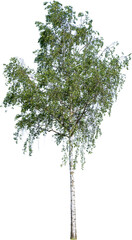 Freistehende Birke mit gr&uuml;nen Bl&auml;ttern