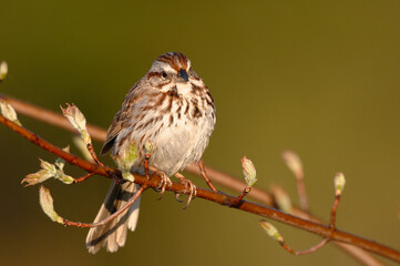 Bruant chanteur juché sur une branche