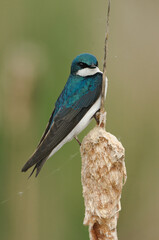 Hirondelle bicolore juché sur une quenouille © Francis