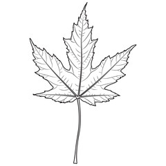 Silver maple tree leaf outline, silhouette, vector illustration. Coloring page.
