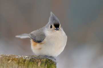 Mésange bicolore juché sur une souche d'arbre en hiver