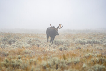 Moose in the Fog