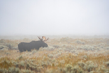 Fototapeta premium Moose in the Fog